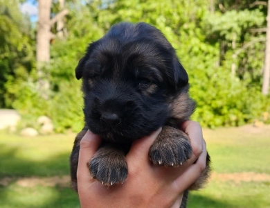 Henry German Shepherd