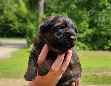 Henry German Shepherd