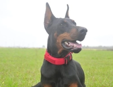 AKC Full Euro AKC Full Euro Doberman Pinscher