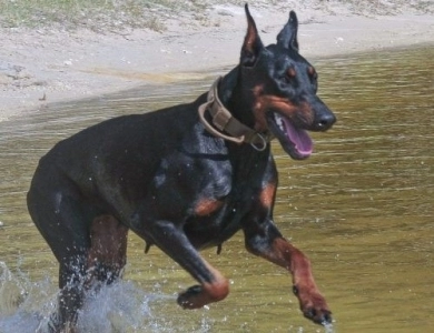 AKC Full Euro AKC Full Euro Doberman Pinscher