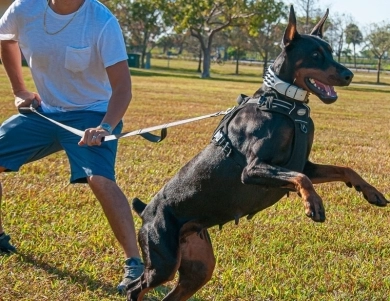 AKC Full Euro AKC Full Euro Doberman Pinscher