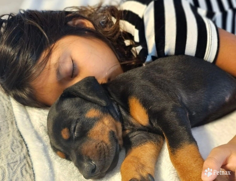 AKC Full Euro  Doberman Pinscher
