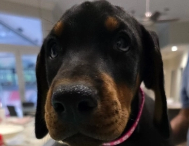 AKC Full Euro AKC Full Euro Doberman Pinscher