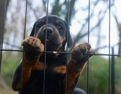 AKC Full Euro AKC Full Euro Doberman Pinscher