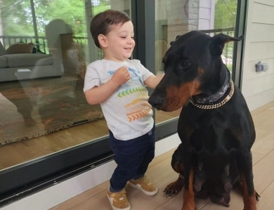 AKC Full Euro AKC Full Euro Doberman Pinscher
