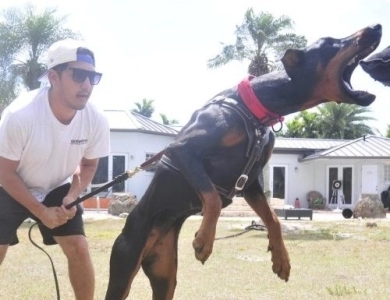 AKC Full Euro AKC Full Euro Doberman Pinscher