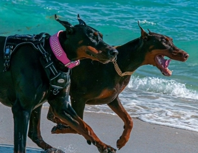 AKC Full Euro AKC Full Euro Doberman Pinscher