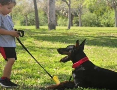 AKC Full Euro AKC Full Euro Doberman Pinscher