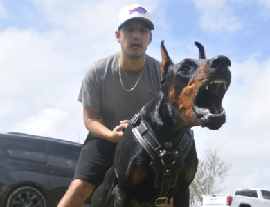 AKC Full Euro AKC Full Euro Doberman Pinscher