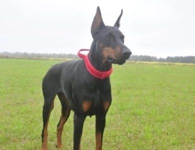 AKC Full Euro AKC Full Euro Doberman Pinscher