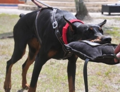 AKC Full Euro AKC Full Euro Doberman Pinscher