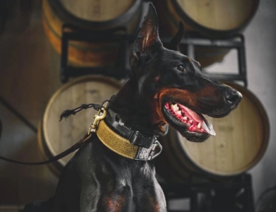 AKC Full Euro AKC Full Euro Doberman Pinscher