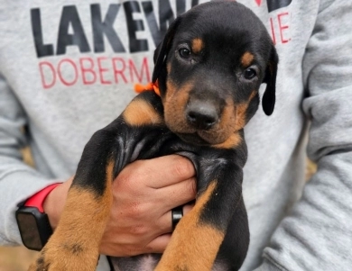 AKC Full Euro AKC Full Euro Doberman Pinscher
