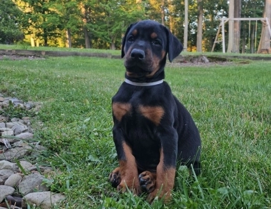 AKC Full Euro AKC Full Euro Doberman Pinscher