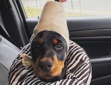AKC Full Euro AKC Full Euro Doberman Pinscher