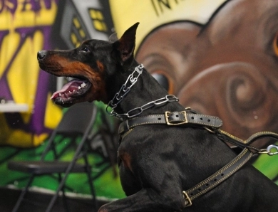 AKC Full Euro AKC Full Euro Doberman Pinscher