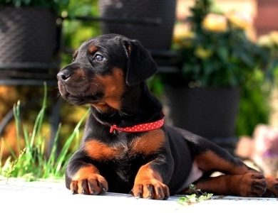 AKC Full Euro AKC Full Euro Doberman Pinscher