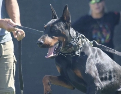 AKC Full Euro AKC Full Euro Doberman Pinscher