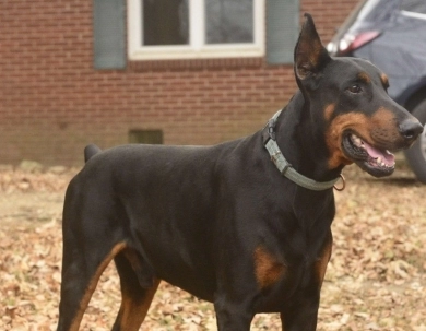 AKC Full Euro AKC Full Euro Doberman Pinscher
