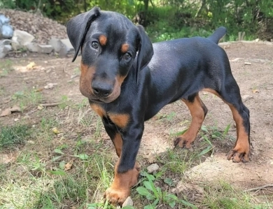 AKC Full Euro AKC Full Euro Doberman Pinscher