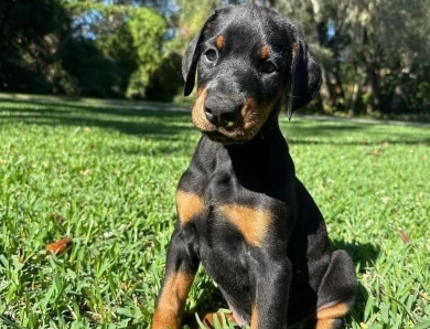 AKC Full Euro AKC Full Euro Doberman Pinscher