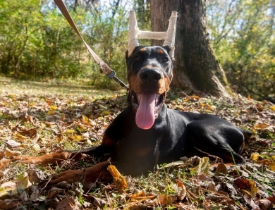 AKC Full Euro AKC Full Euro Doberman Pinscher
