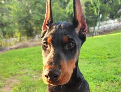 AKC Full Euro AKC Full Euro Doberman Pinscher