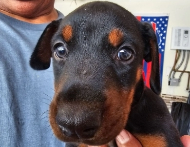 AKC Full Euro AKC Full Euro Doberman Pinscher