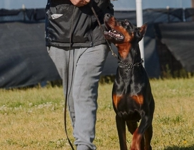 AKC Full Euro AKC Full Euro Doberman Pinscher