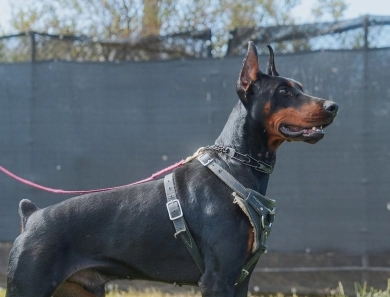 AKC Full Euro AKC Full Euro Doberman Pinscher