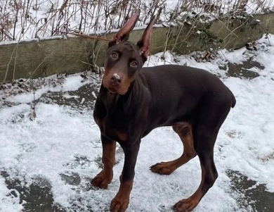 AKC Full Euro AKC Full Euro Doberman Pinscher