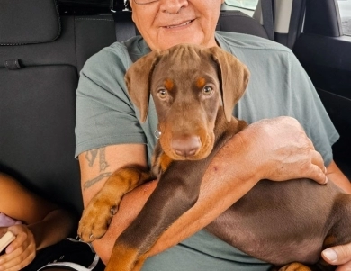 AKC Full Euro AKC Full Euro Doberman Pinscher