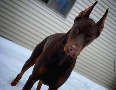 AKC Full Euro AKC Full Euro Doberman Pinscher