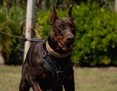 AKC Full Euro AKC Full Euro Doberman Pinscher