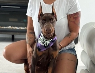 AKC Full Euro AKC Full Euro Doberman Pinscher