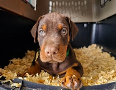 AKC Full Euro AKC Full Euro Doberman Pinscher