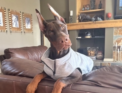 AKC Full Euro AKC Full Euro Doberman Pinscher