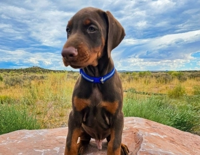 AKC Full Euro AKC Full Euro Doberman Pinscher