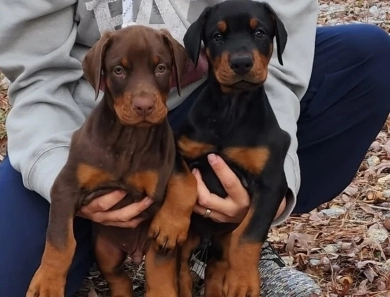 AKC Full Euro AKC Full Euro Doberman Pinscher