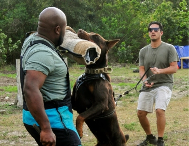 AKC Full Euro AKC Full Euro Doberman Pinscher