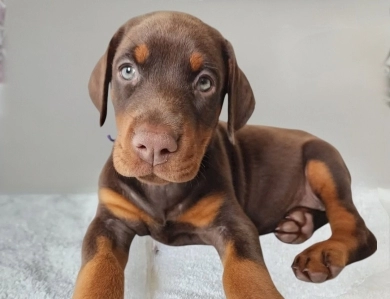 AKC Full Euro AKC Full Euro Doberman Pinscher