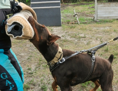 AKC Full Euro AKC Full Euro Doberman Pinscher