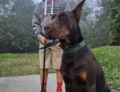 AKC Full Euro AKC Full Euro Doberman Pinscher