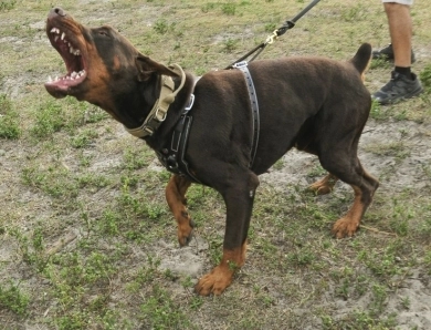 AKC Full Euro AKC Full Euro Doberman Pinscher