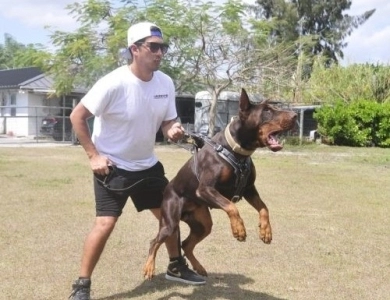 AKC Full Euro AKC Full Euro Doberman Pinscher