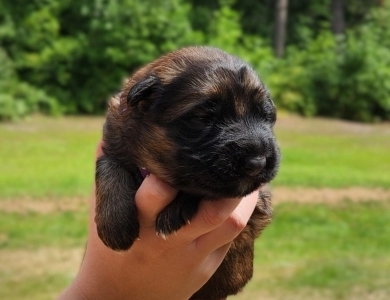 Caycie German Shepherd