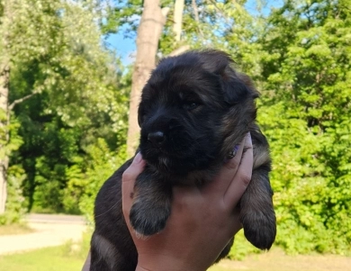 Caycie German Shepherd