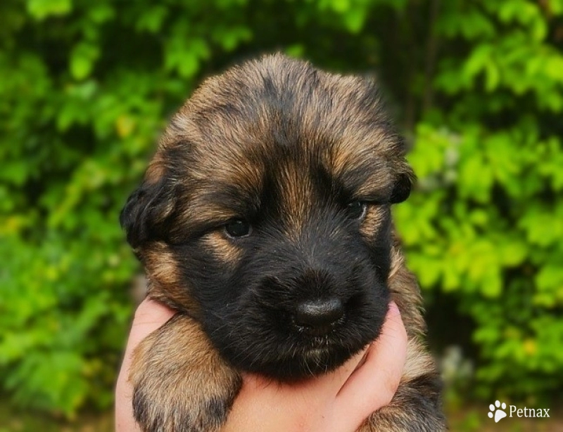 Caycie German Shepherd