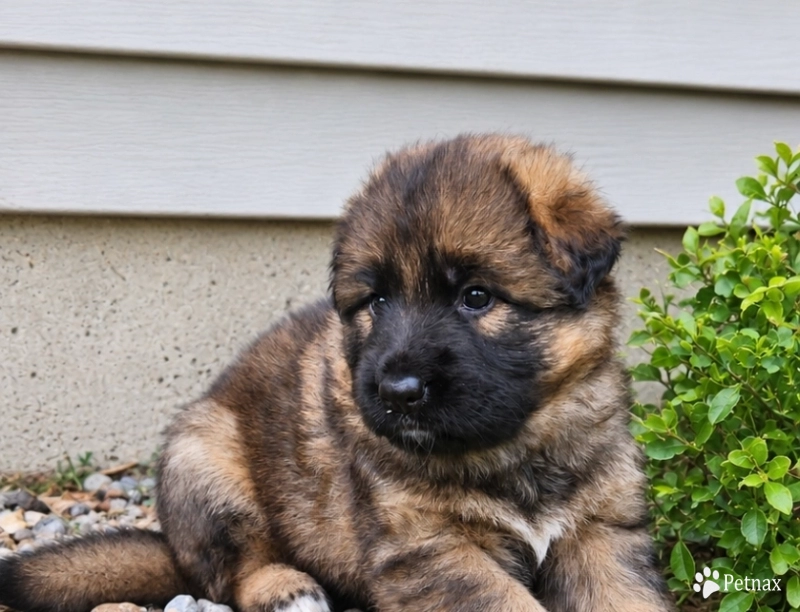 Caycie German Shepherd