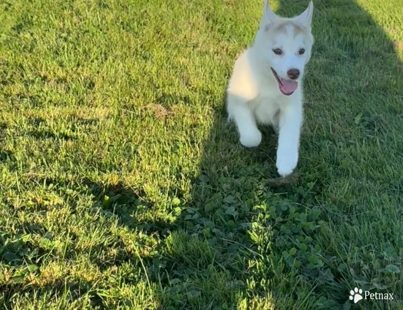 Ava Siberian Husky
